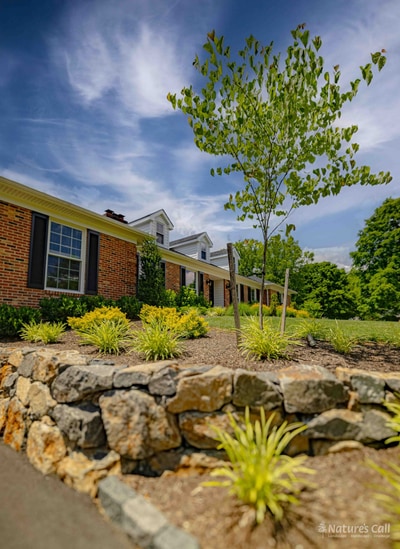 Stone wall, new sapling, and sky, Greenville DE
