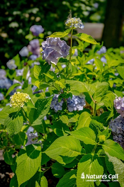 Blue and purple hydrangea blooms with pale yellow flowers cluster among lush green foliage in a thriving perennial bed.