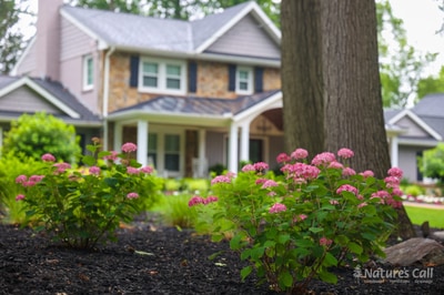 Pink mophead hydrangeas in the foreground bed of the North Wilmington property, sharply focused with the home's stone facade and covered porch soft-focus in the distance behind a large mature tree trunk